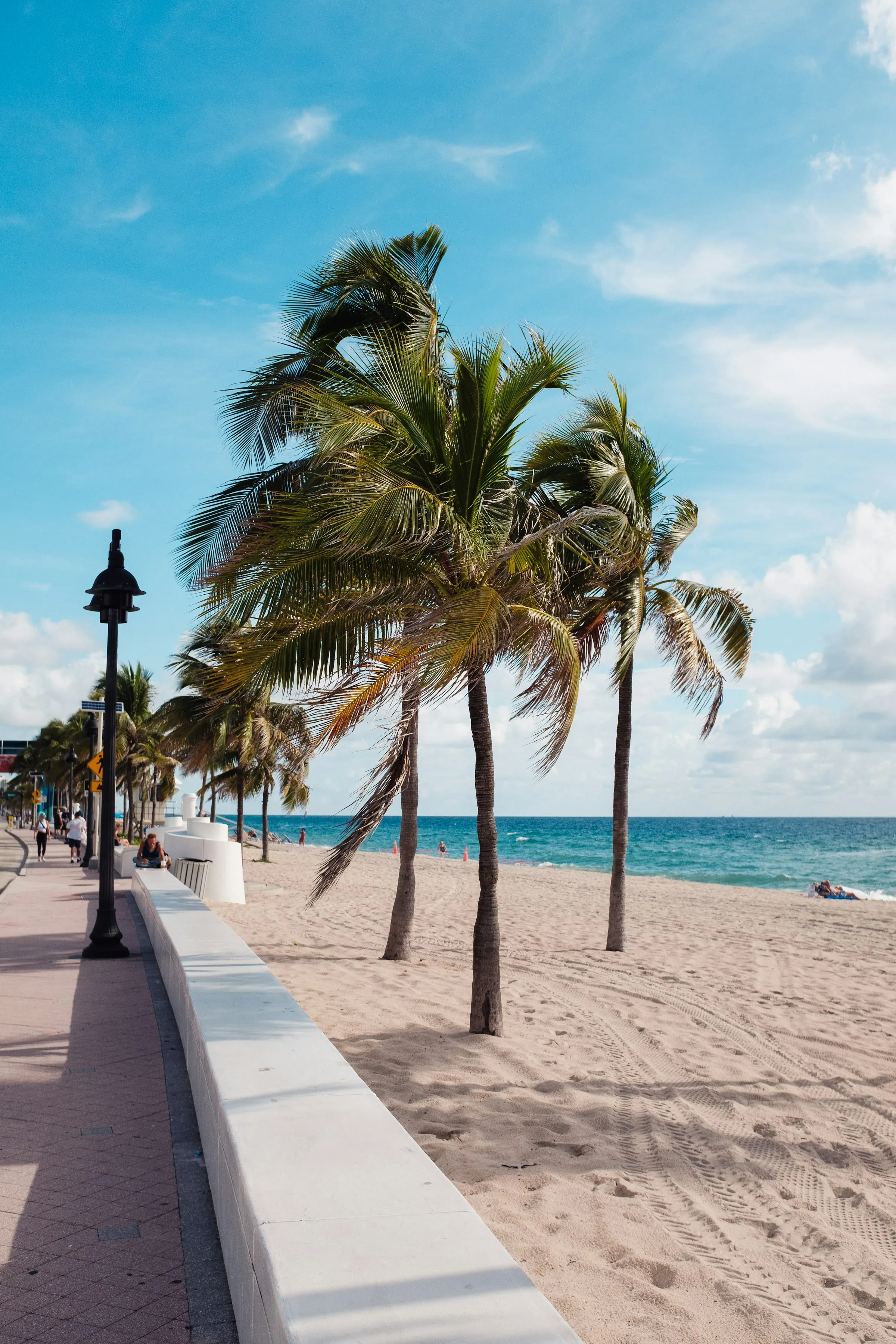 Palm trees along the beach
